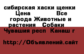 сибирская хаски щенки › Цена ­ 10 000 - Все города Животные и растения » Собаки   . Чувашия респ.,Канаш г.